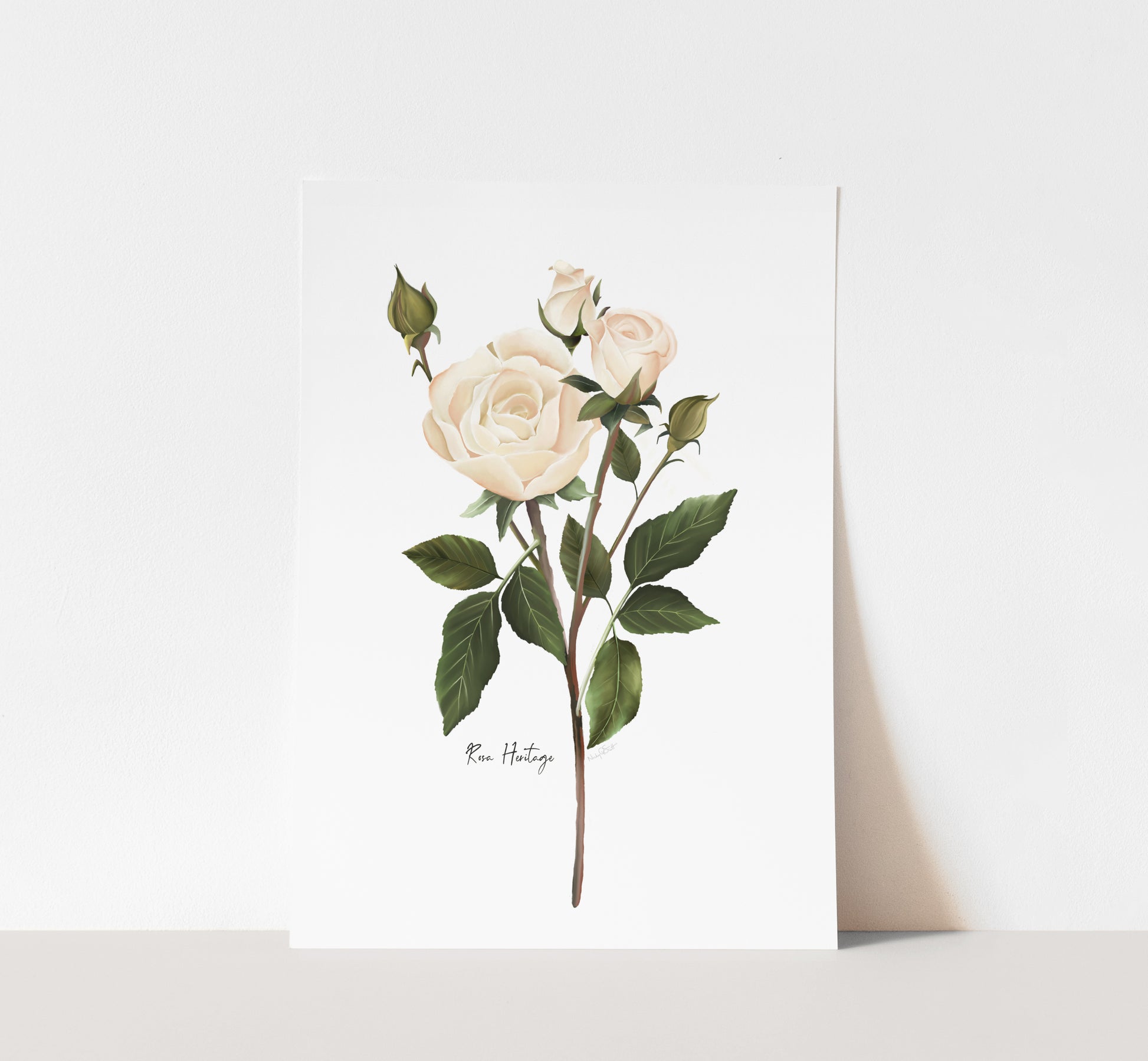 English White Rose Wall Art Print- Studio Q - Art by Nicky Quartermaine Scott