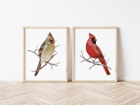 Cardinal Bird Art Prints - Set of 2 - Studio Q - Art by Nicky Quartermaine Scott