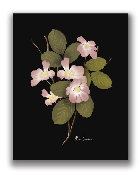 Dog Rose Flower Art Print - Studio Q - Art by Nicky Quartermaine Scott