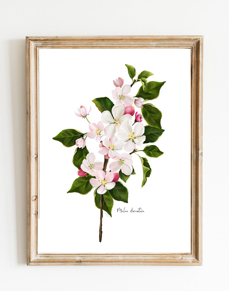 Apple Blossom Wall Art Print - Studio Q - Art by Nicky Quartermaine Scott