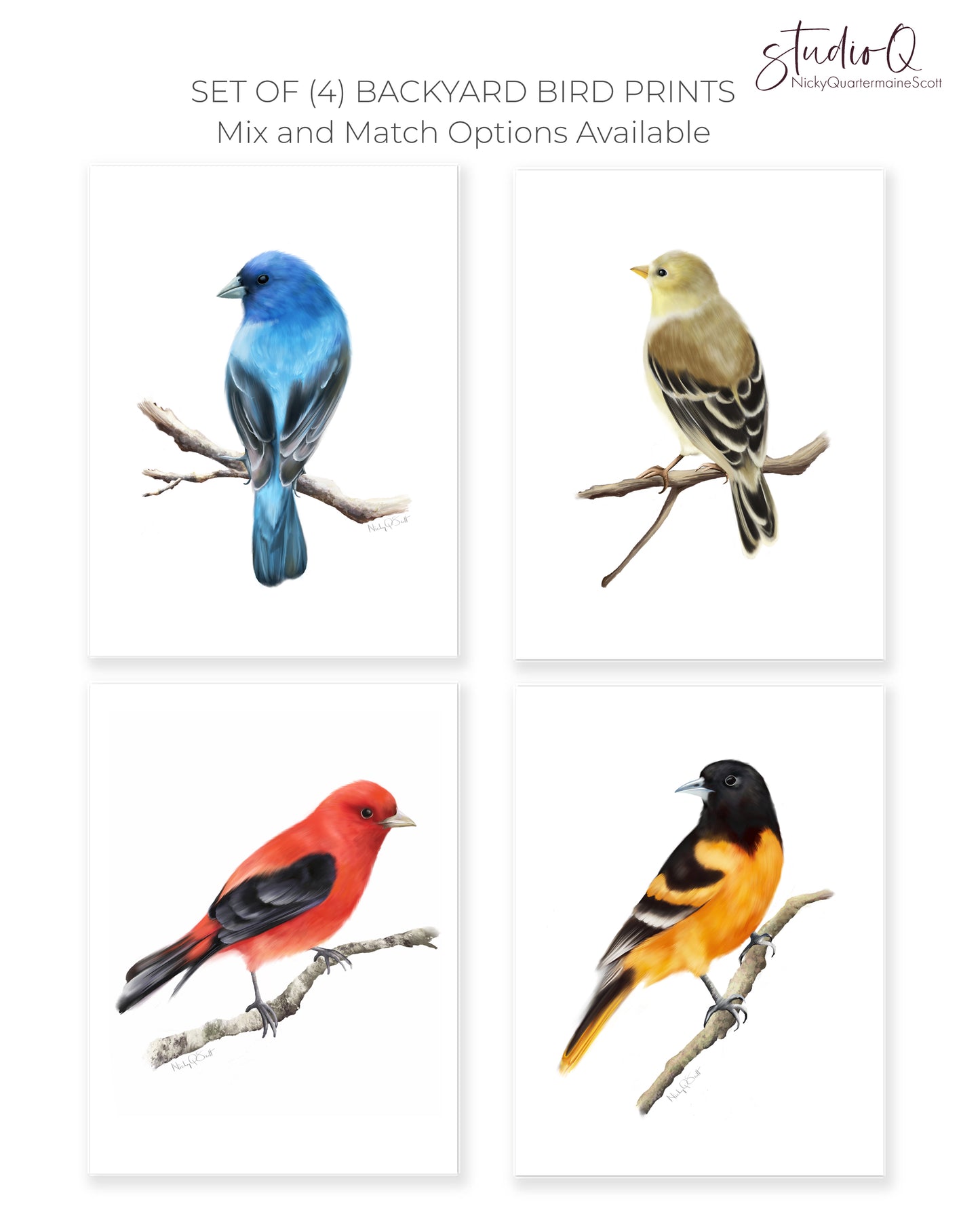 Backyard Bird Art Prints - Set of 4 - Studio Q - Art by Nicky Quartermaine Scott