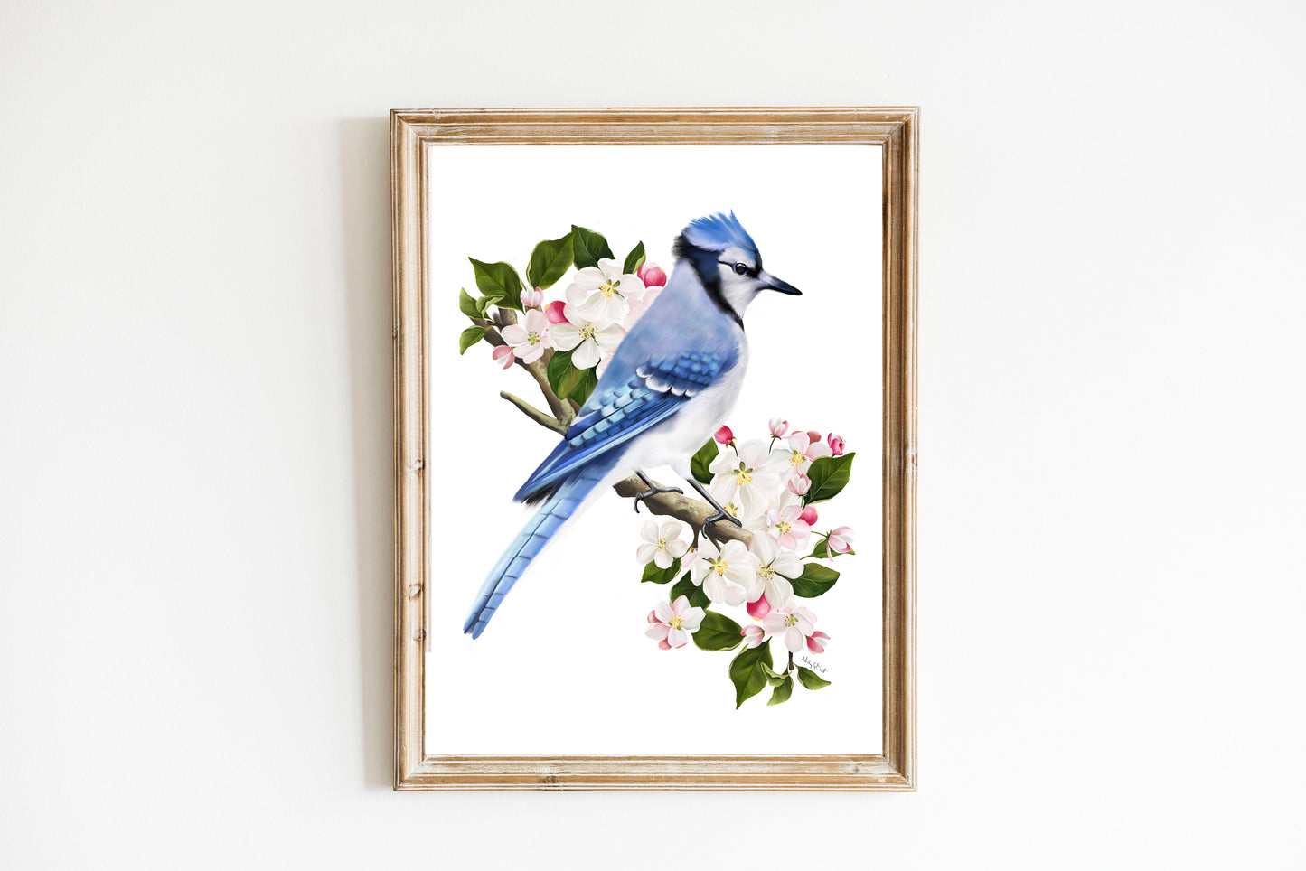 Blue Jay Bird on Apple Blossom Branch Art Print