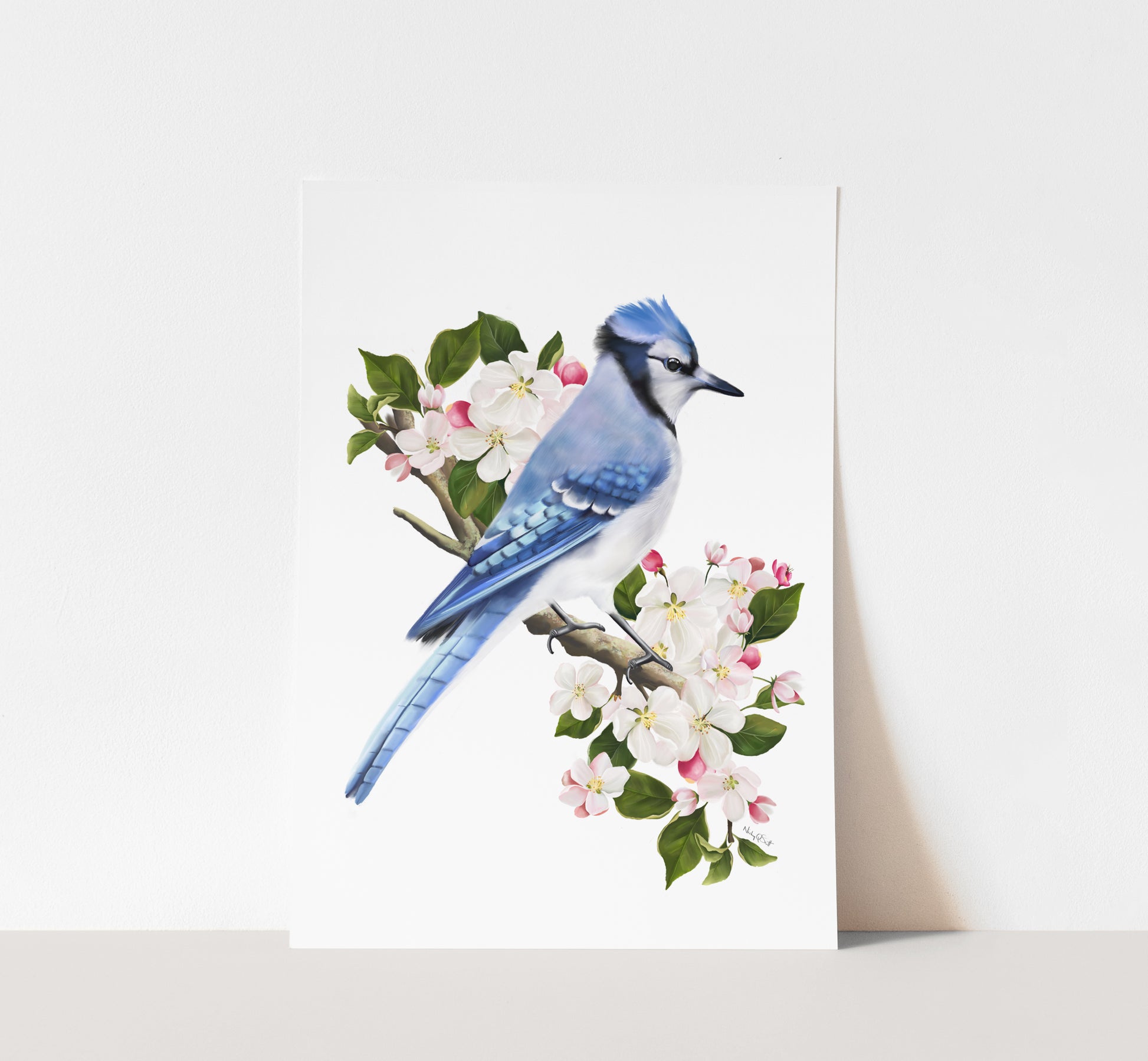 Blue Jay Bird on Apple Blossom Branch Art Print - Studio Q - Art by Nicky Quartermaine Scott