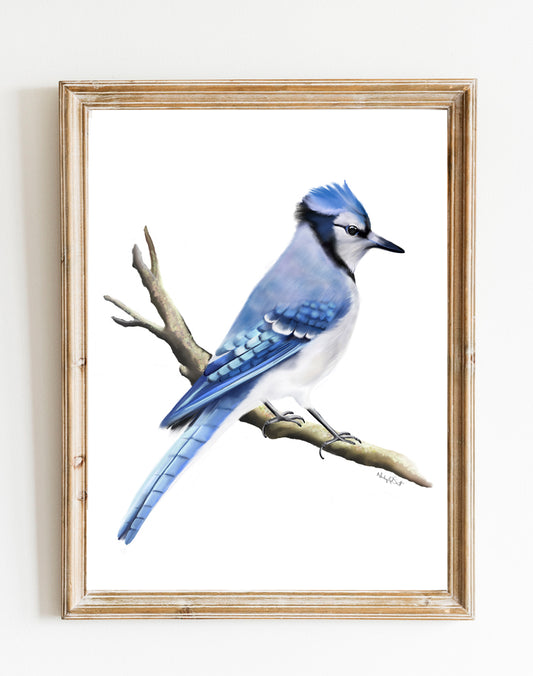 Blue Jay Bird on Branch Art Print - Studio Q - Art by Nicky Quartermaine Scott
