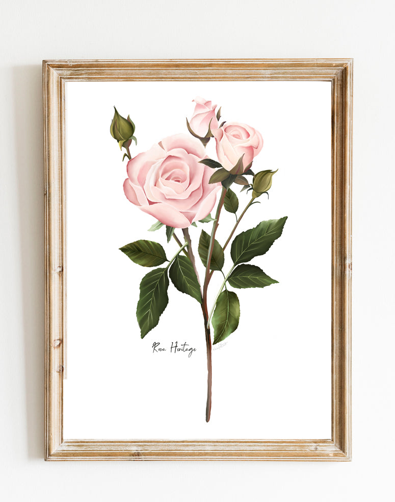 English Pink Rose Wall Art Print- Studio Q - Art by Nicky Quartermaine Scott