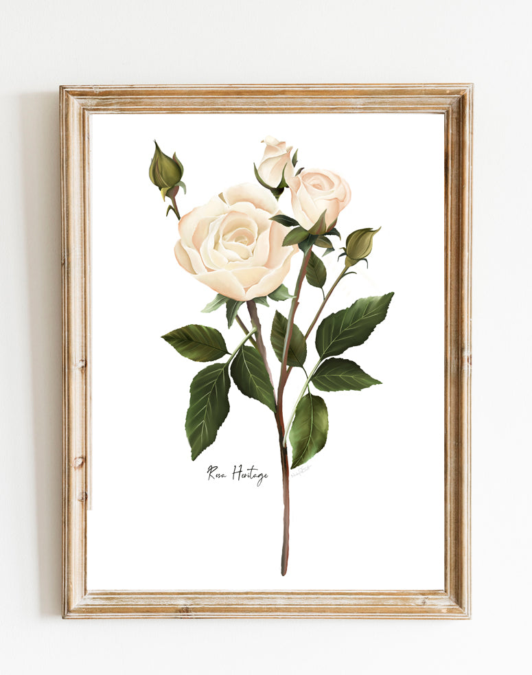 English White Rose Wall Art Print- Studio Q - Art by Nicky Quartermaine Scott