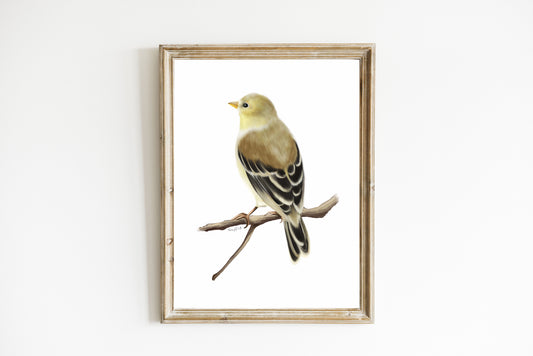 American Goldfinch Brown Female Bird on Branch Art Illustration Print- Studio Q - Art by Nicky Quartermaine Scott