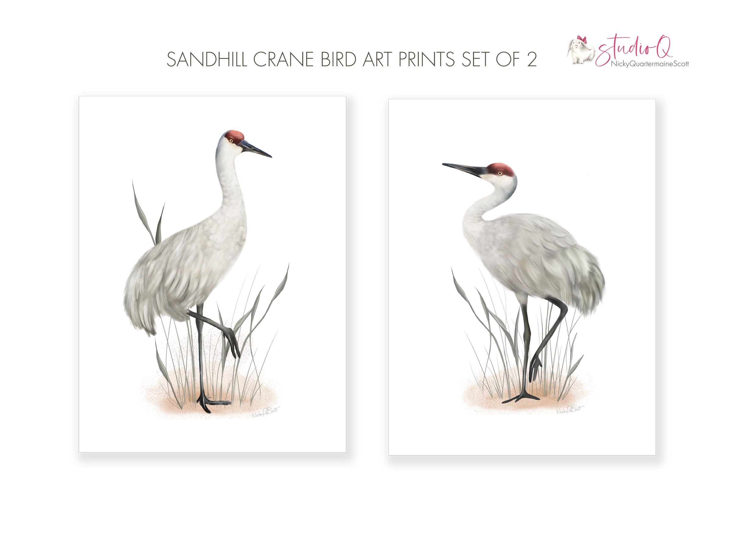 Sarus Crane Looking Right A3 Print - The BirdLife Collection – Sheryl Does  Art