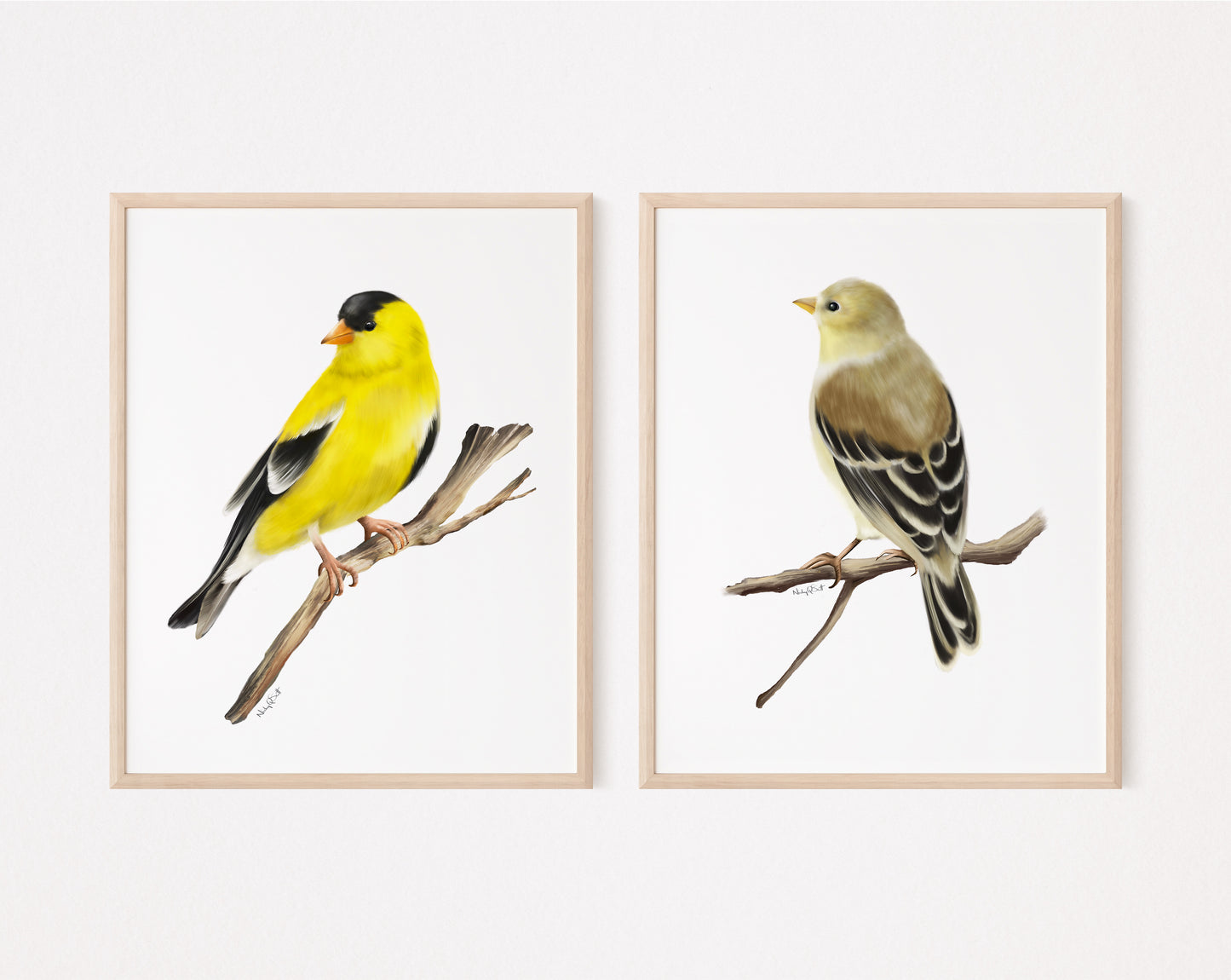 American Goldfinch Bird Art Prints - Set of 2- Studio Q - Art by Nicky Quartermaine Scott