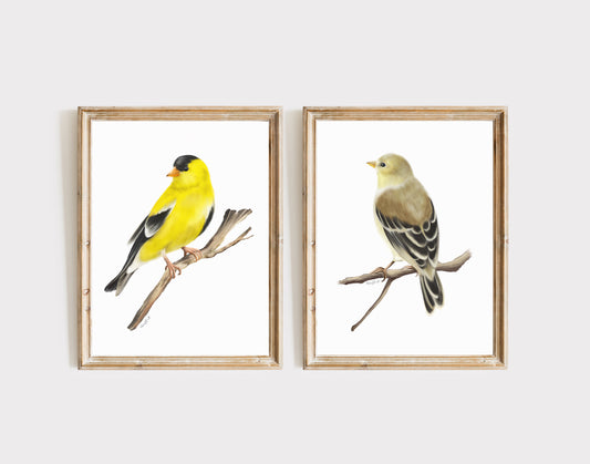 American Goldfinch Bird Art Prints - Set of 2- Studio Q - Art by Nicky Quartermaine Scott