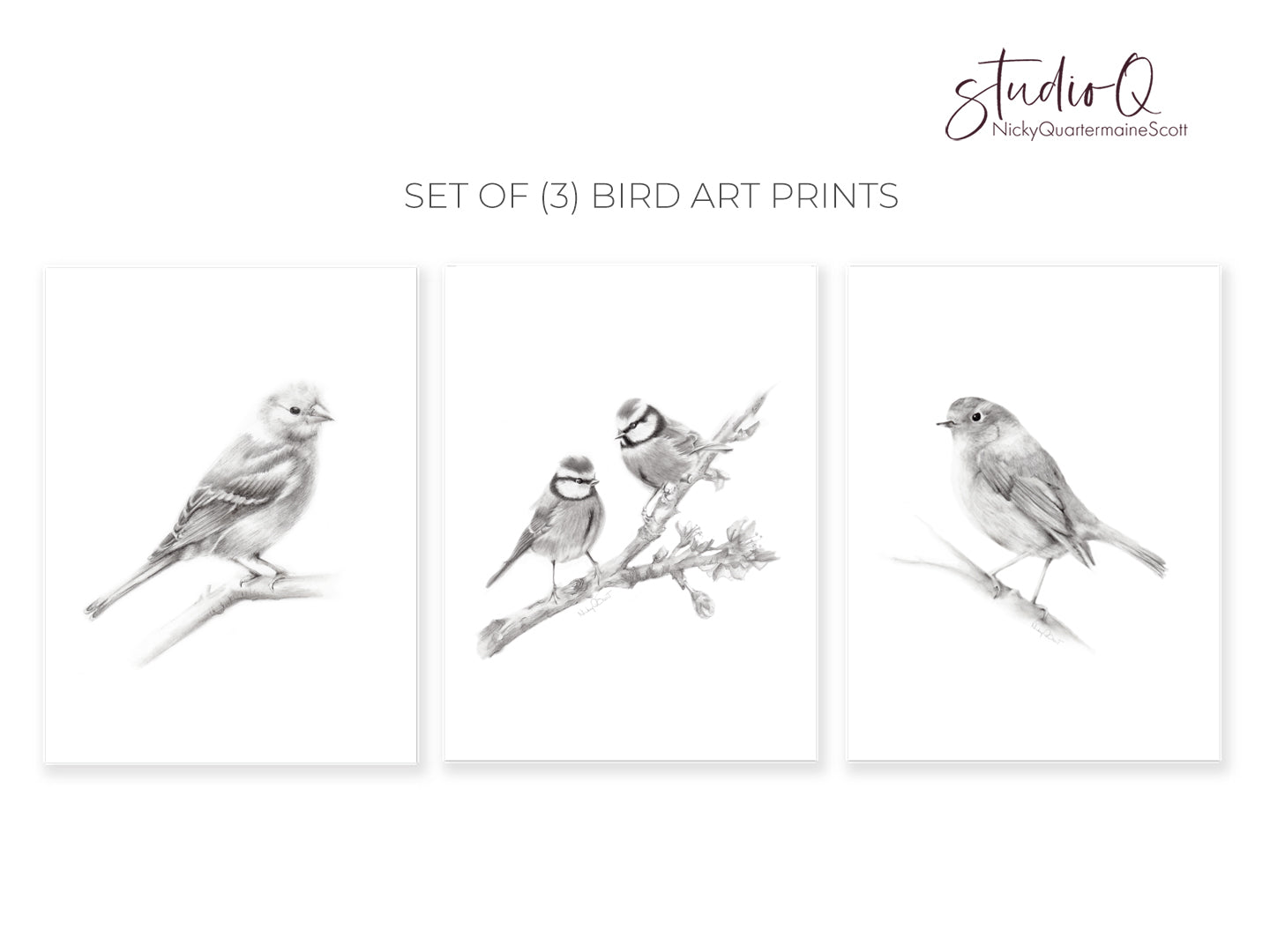 Set of Three Grey bird pencil drawing prints including a chaffinch, robin redbreast and a pair of blue tit birds sitting on a branch. Art by Nicky Quartermaine Scott for Studio Q