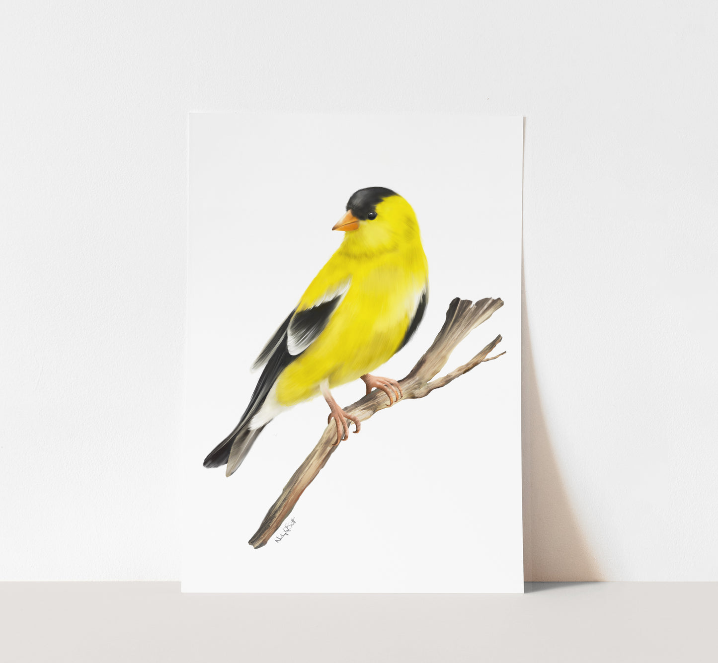 American Goldfinch Bird Art Print - Studio Q - Art by Nicky Quartermaine Scott