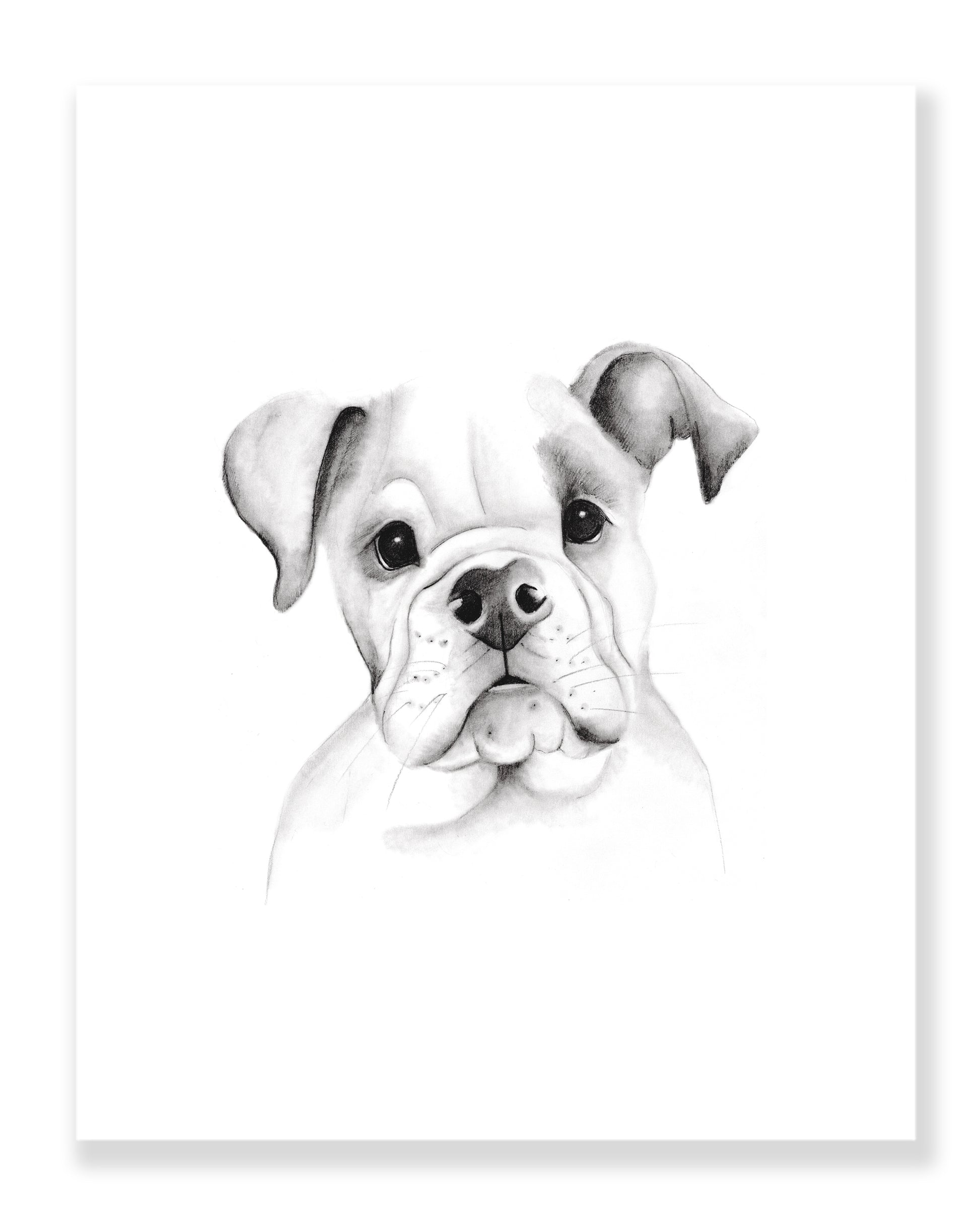 American Bulldog Pencil Drawing Print - Studio Q - Art by Nicky Quartermaine Scott