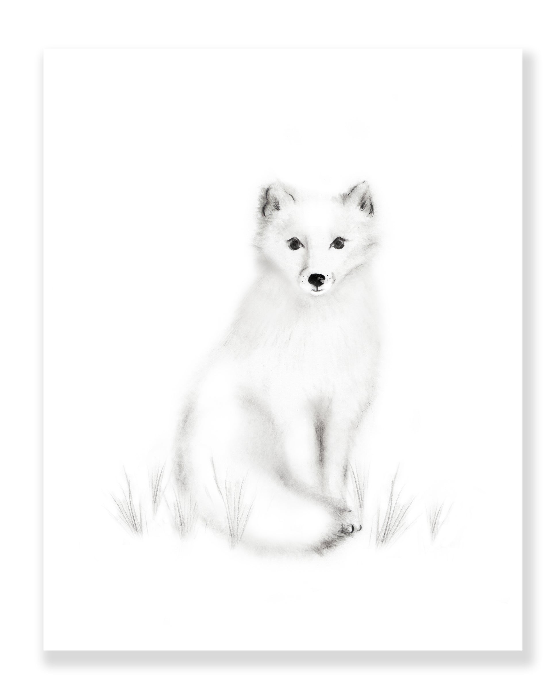 Arctic Fox Pencil Drawing Print - Studio Q - Art by Nicky Quartermaine Scott