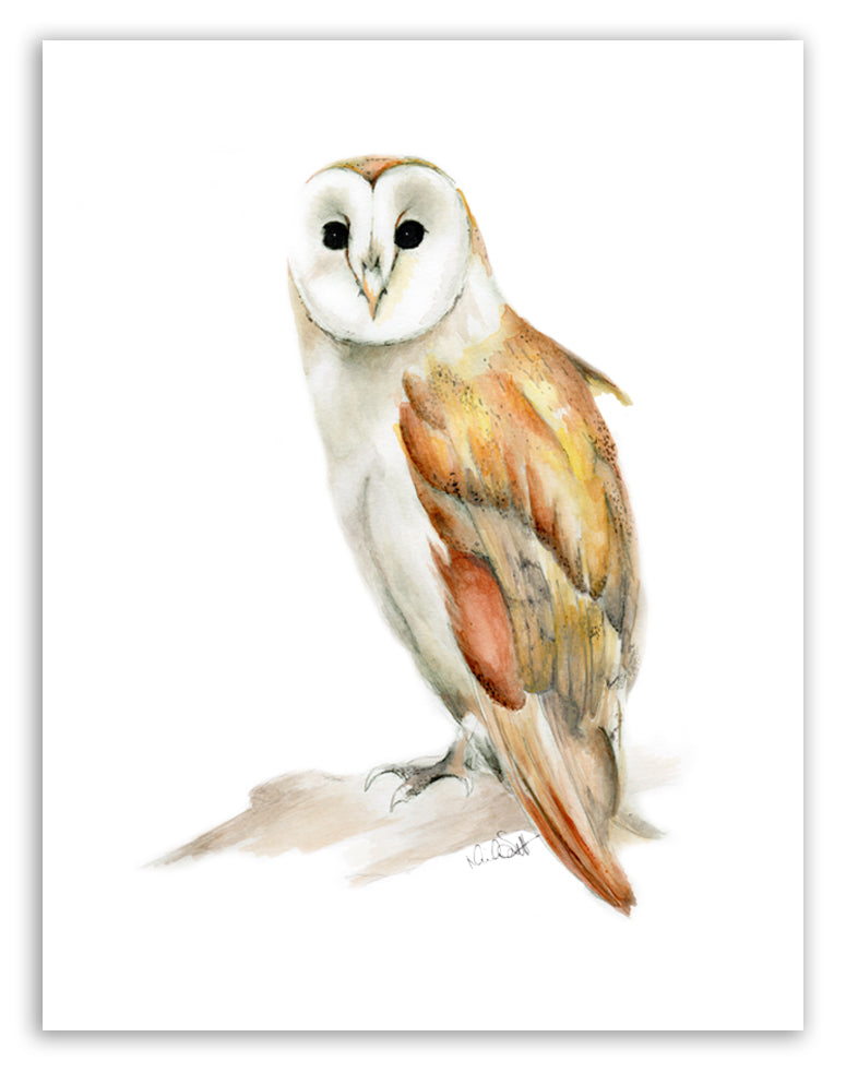 Barn Owl Print - Studio Q - Art by Nicky Quartermaine Scott