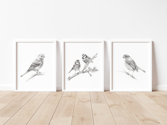 Set of 3 Bird Sketch Prints in White frame on a wood floor - Studio Q - Art by Nicky Quartermaine Scott