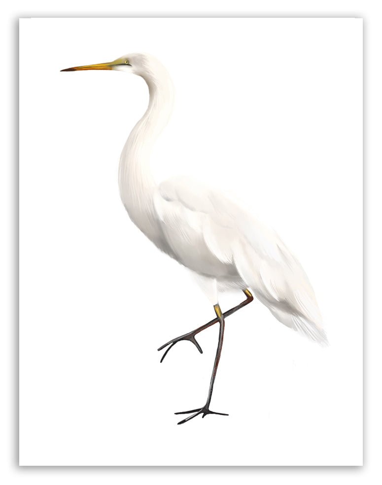 Great Egret 2 Bird Art Print- Studio Q - Art by Nicky Quartermaine Scott