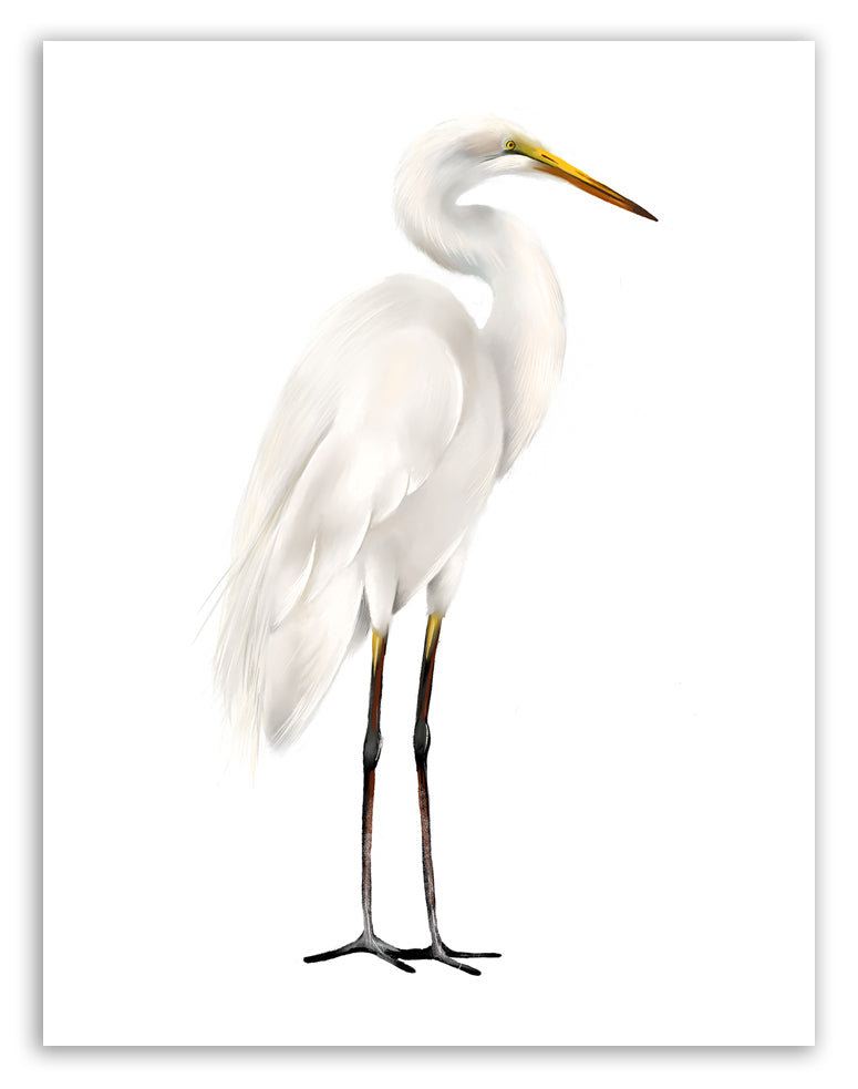Great Egret Bird Art Print - Studio Q - Art by Nicky Quartermaine Scott