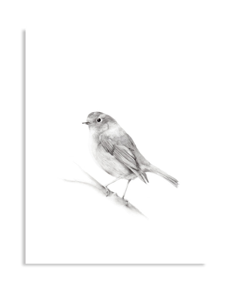 Bird (Robin) Pencil Drawing Print - Studio Q - Art by Nicky Quartermaine Scott