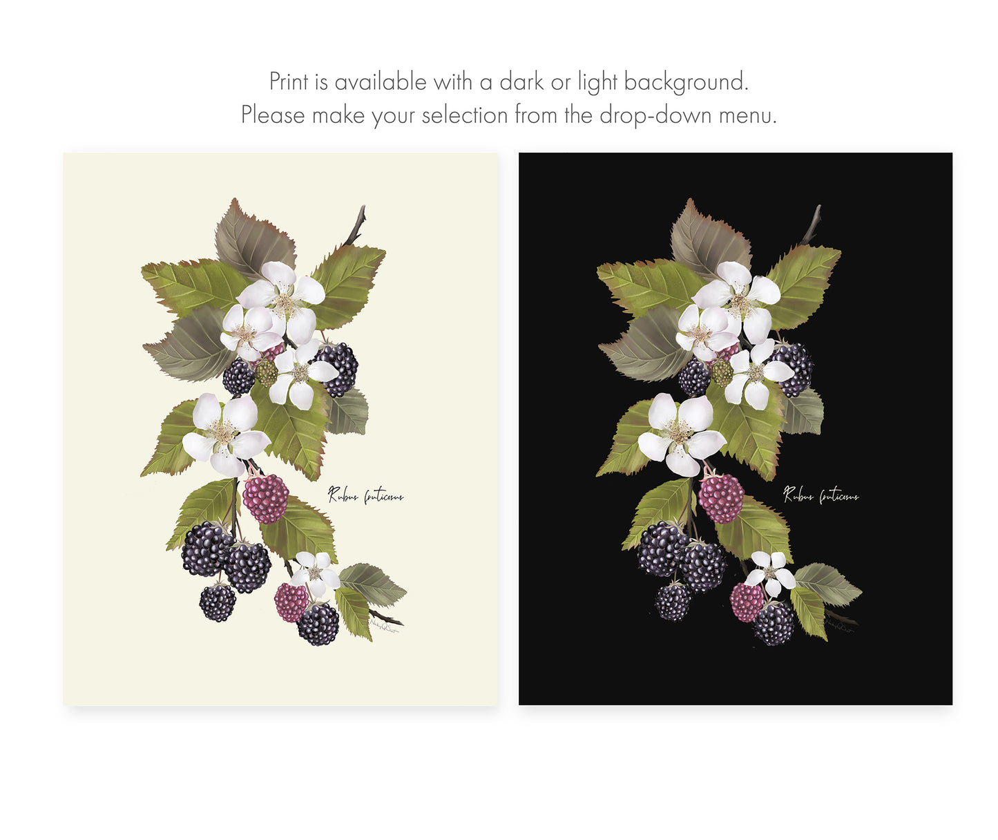 Blackberries Flower Art Print - Studio Q - Art by Nicky Quartermaine Scott