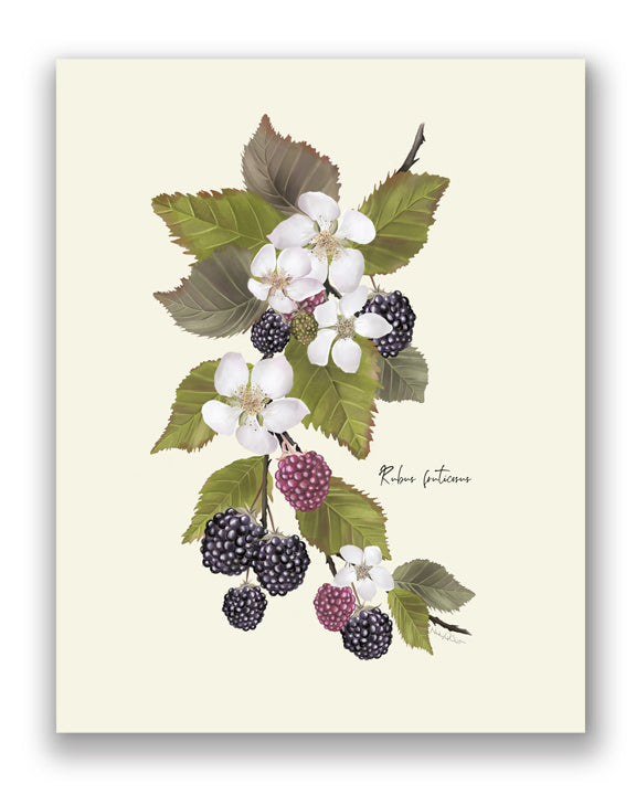 Blackberries Flower Art Print - Studio Q - Art by Nicky Quartermaine Scott