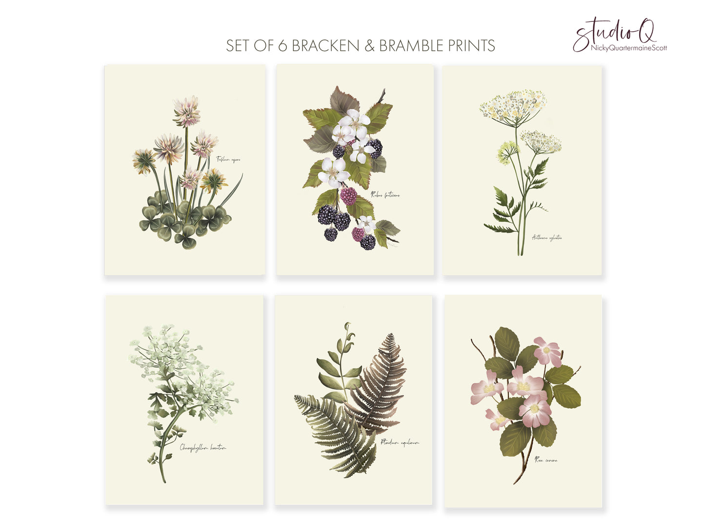 Wildflower Floral Art Prints - Set 6- Studio Q - Art by Nicky Quartermaine Scott