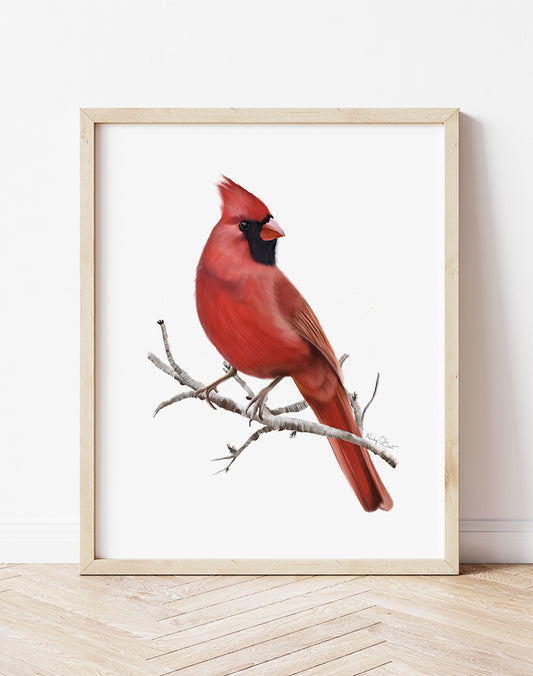 Cardinal Bird Art Print - Studio Q - Art by Nicky Quartermaine Scott