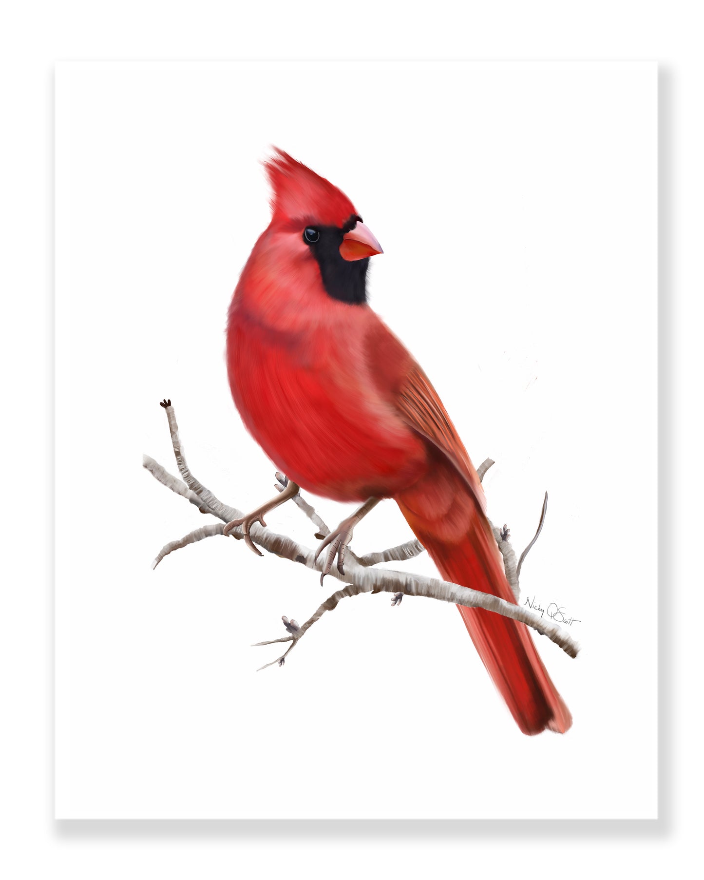 Cardinal Bird Art Print - Studio Q - Art by Nicky Quartermaine Scott