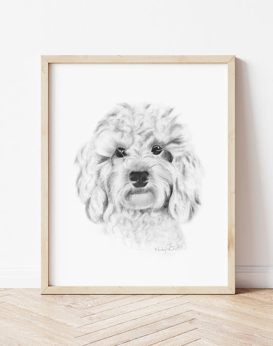 Cavapoo Puppy Pencil Drawing Print- Studio Q - Art by Nicky Quartermaine Scott
