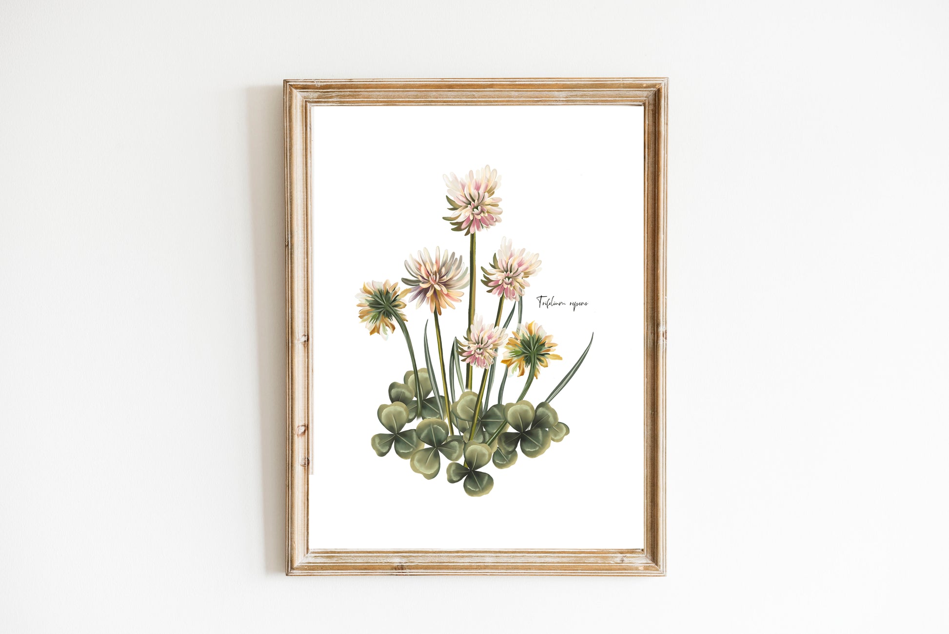 Clover Flower and Leaves Art Print - Studio Q - Art by Nicky Quartermaine Scott 
