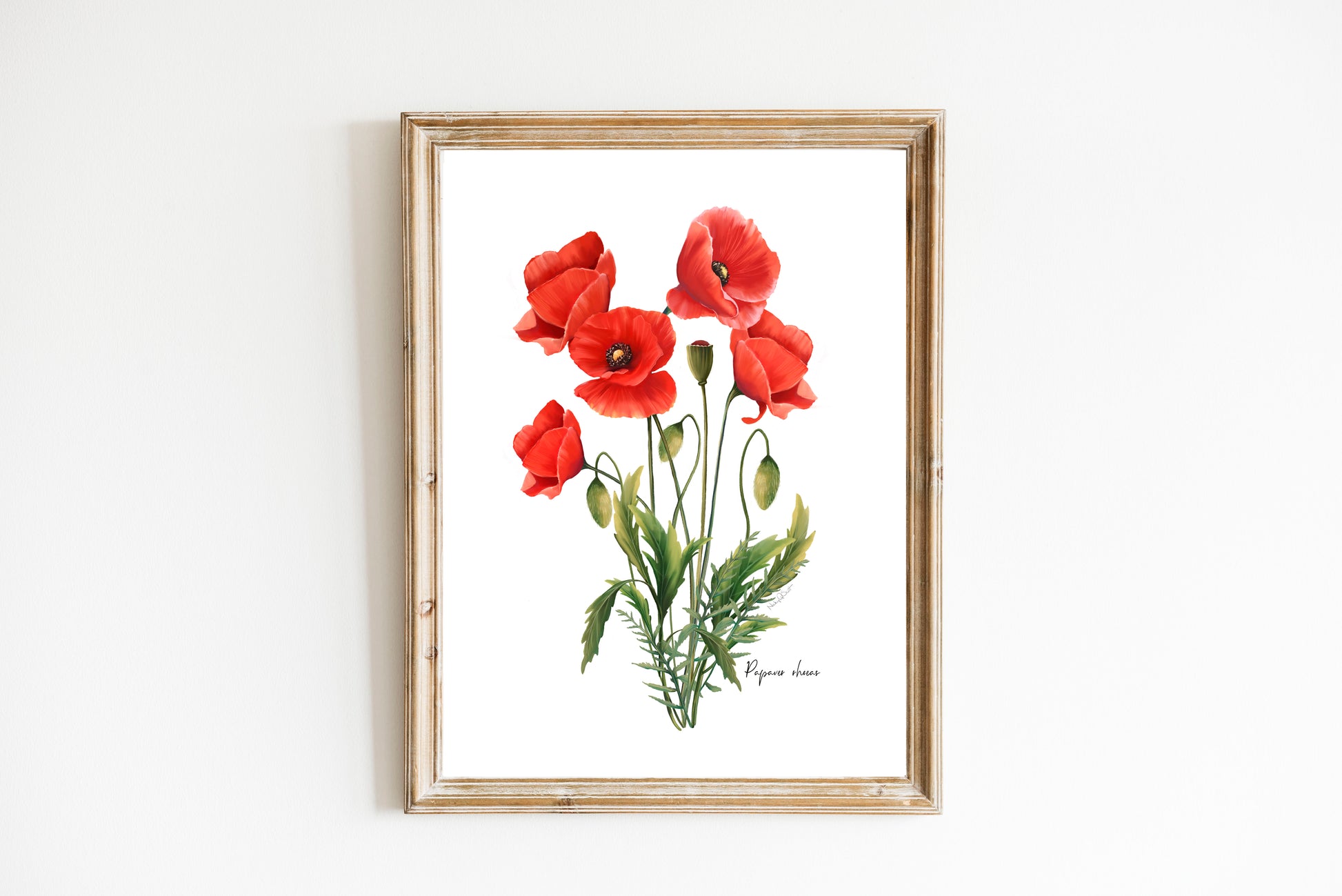 Common Poppies Flower Art Print - Studio Q - Art by Nicky Quartermaine Scott