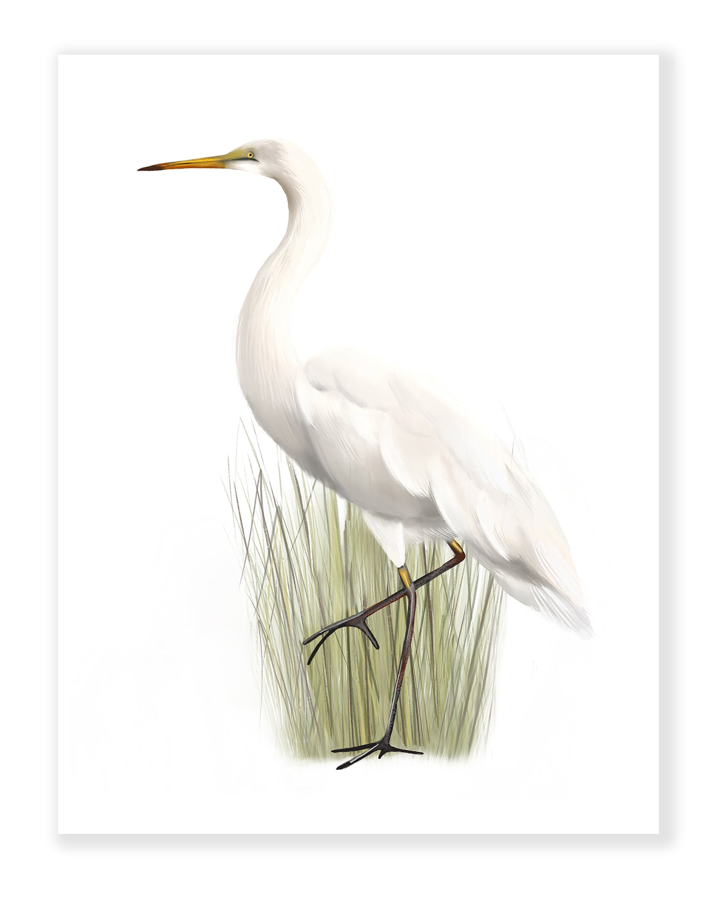 Great Egret Bird Art Prints - Set of 2 - Studio Q - Art by Nicky Quartermaine Scott
