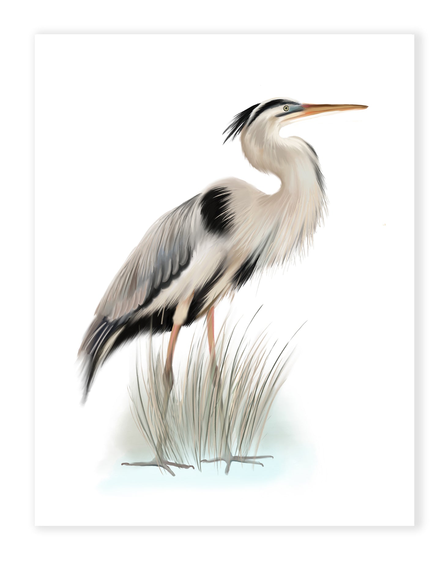 Painting of a Great Blue Heron bird in green grasses on a white background - Studio Q - Art by Nicky Quartermaine Scott