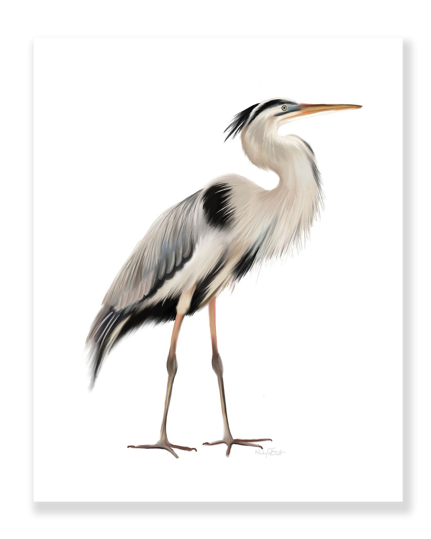 Great Blue Heron Bird Art Print 2 - Studio Q - Art by Nicky Quartermaine Scott