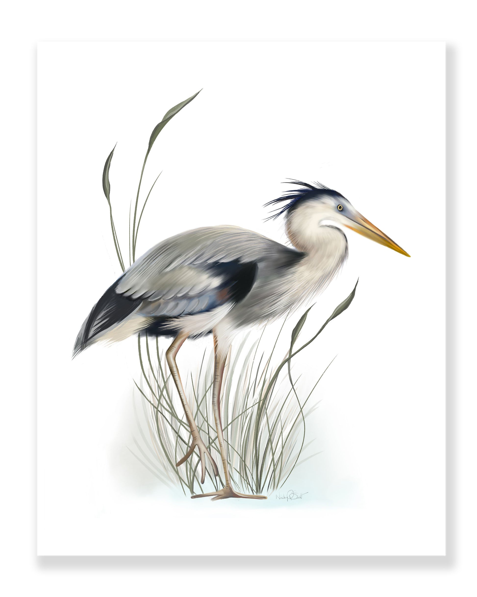 Great Blue Heron in Grasses Bird Art Print 2 - Studio Q - Art by Nicky Quartermaine Scott