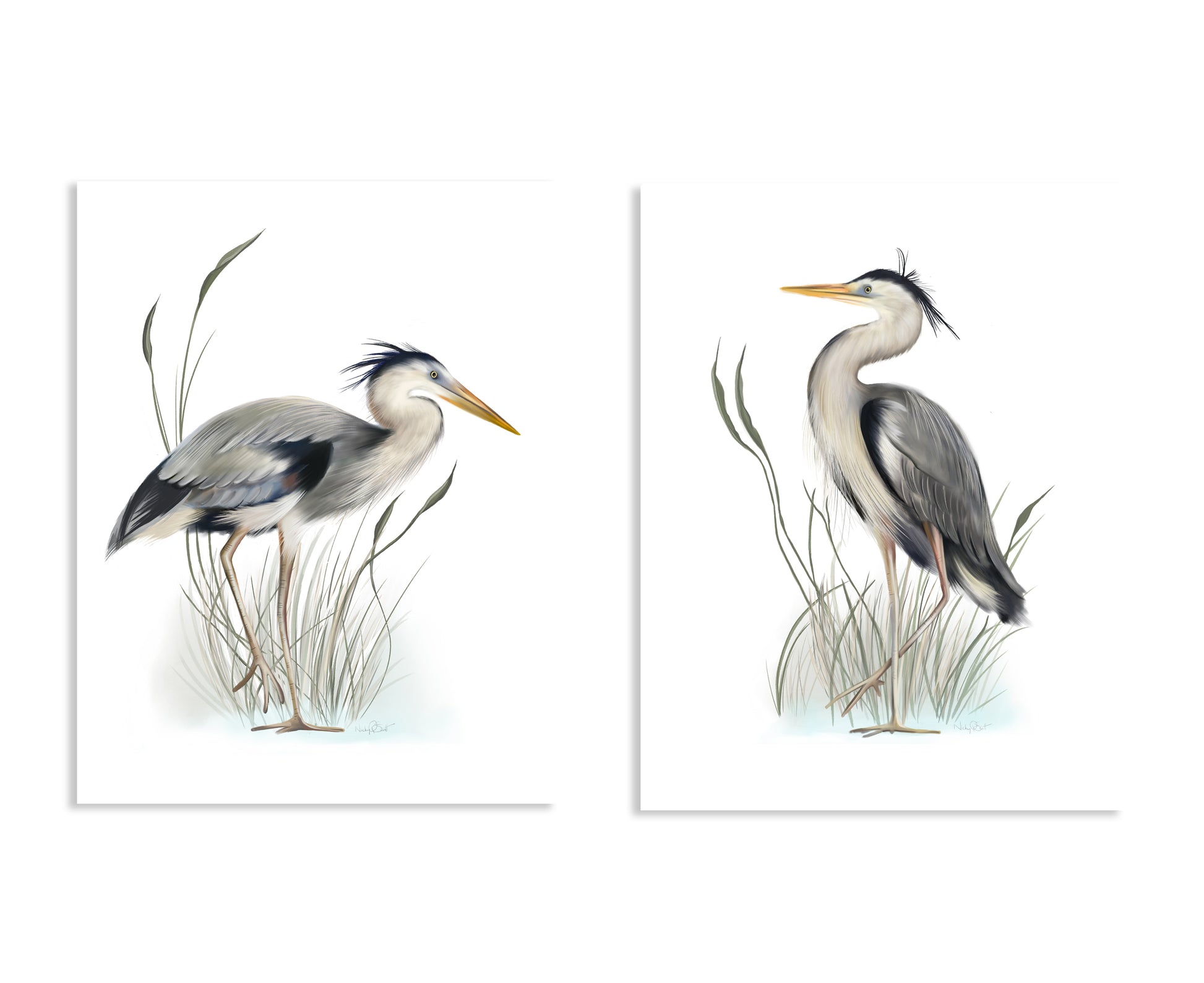 Set of 2 Great Blue Heron Birds in tall grasses art illustration prints on white backgrounds with a shadow - Studio Q - Art by Nicky Quartermaine Scott