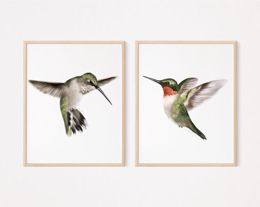 Set of 2 hummingbird art prints on white background in wood frames  - Studio Q - Art by Nicky Quartermaine Scott