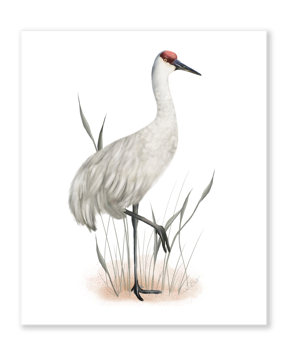 Sandhill Crane Bird Print - Studio Q - Art by Nicky Quartermaine Scott