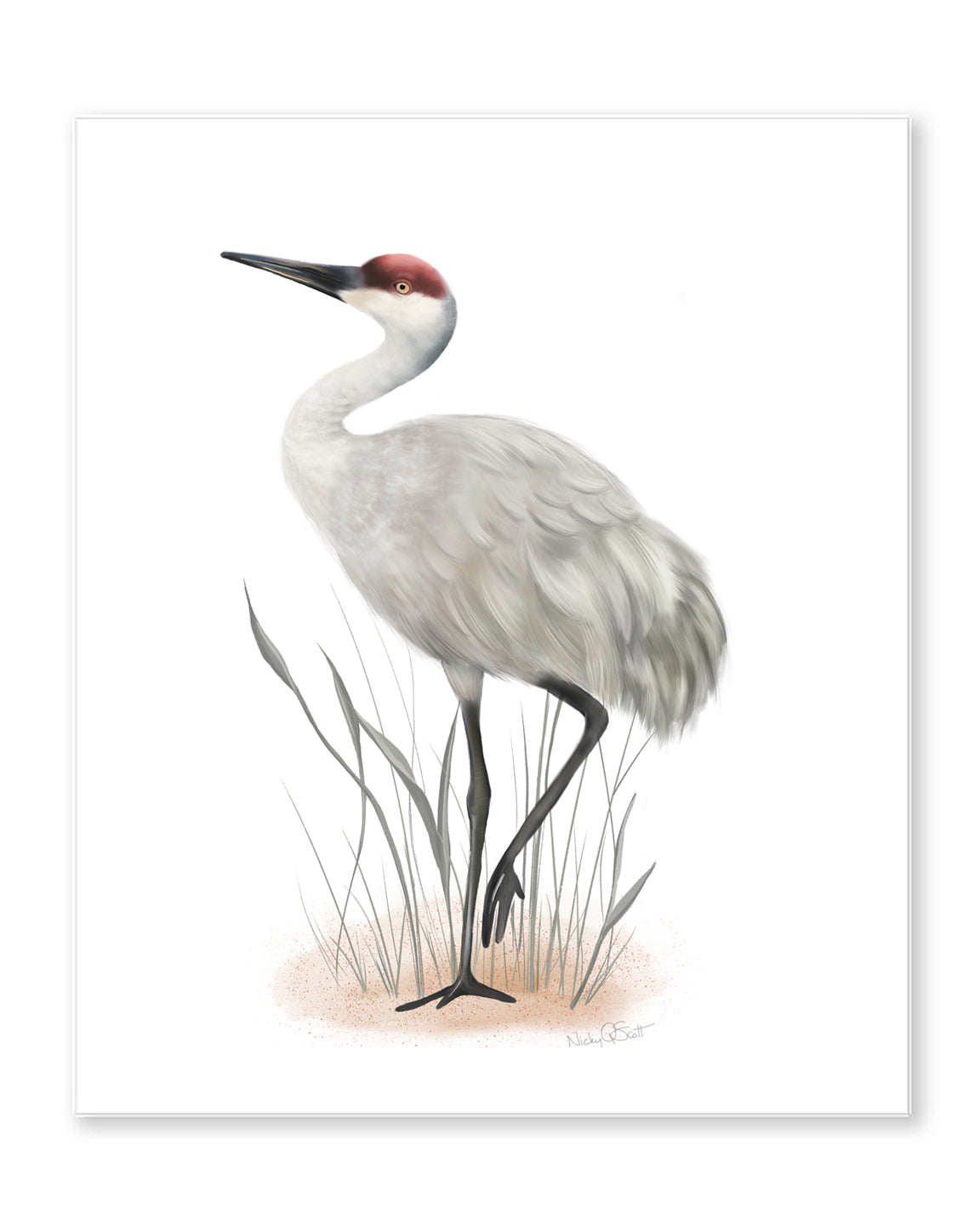 Sandhill Crane Bird Art Print - Studio Q - Art by Nicky Quartermaine Scott