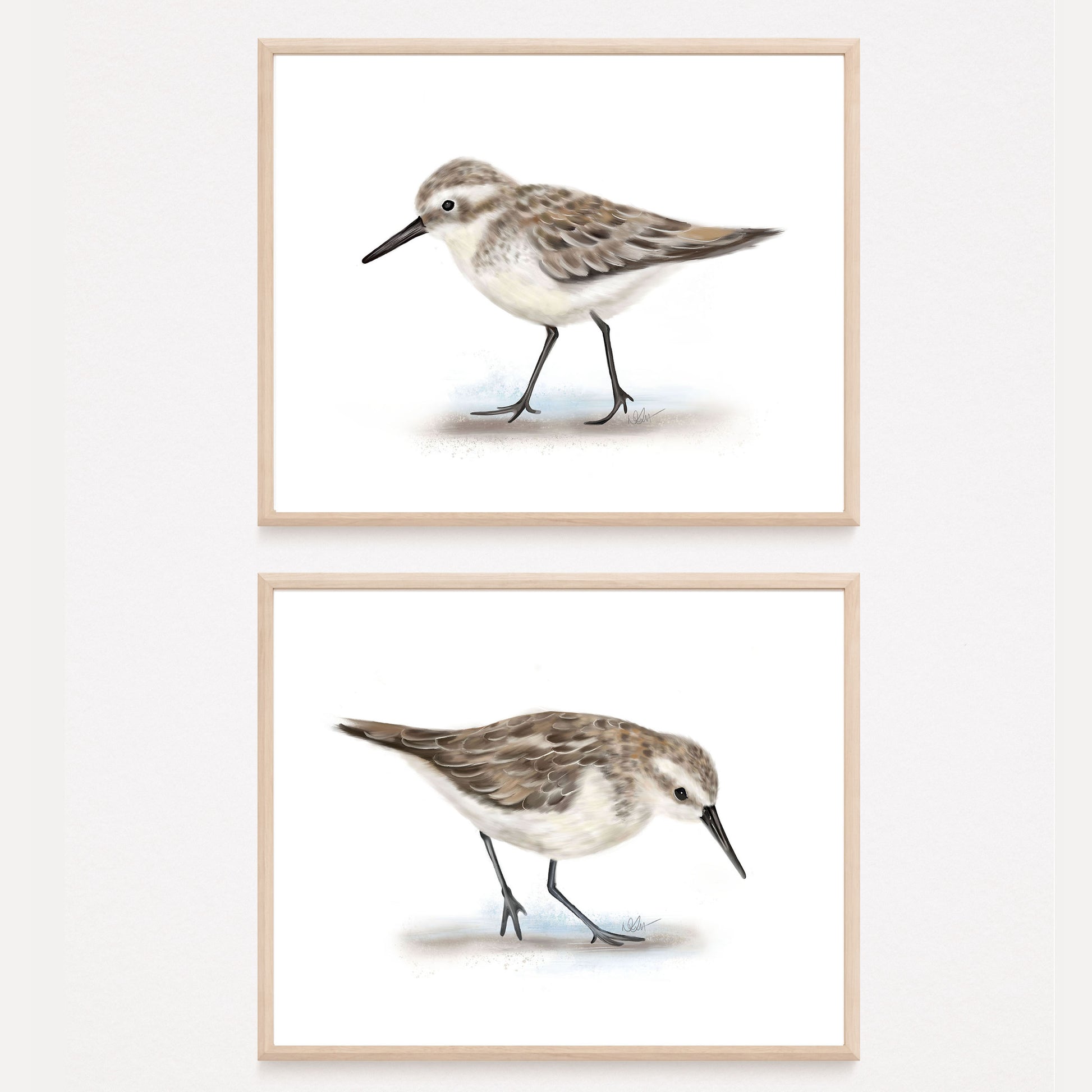 Set of 2 sandpiper bird art paintings on a white background in wood frames hanging on a plain wall - Studio Q - Art by Nicky Quartermaine Scott