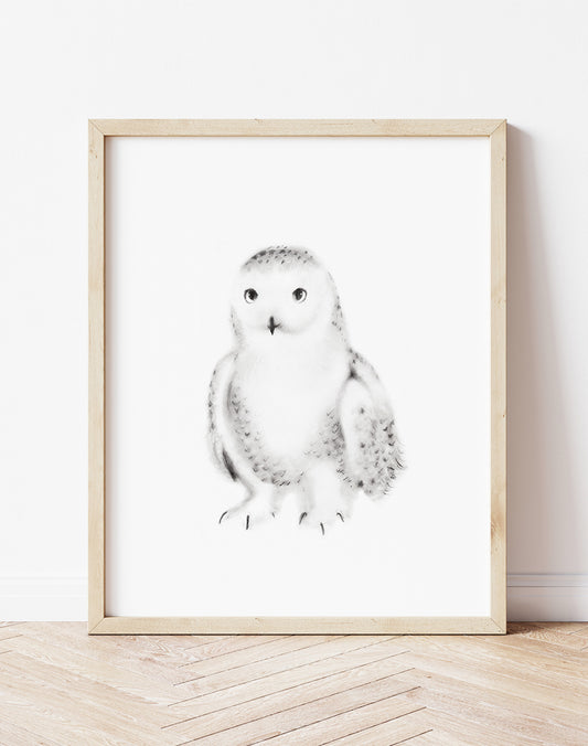 Snowy Owl Pencil Drawing Print  - Studio Q - Art by Nicky Quartermaine Scott