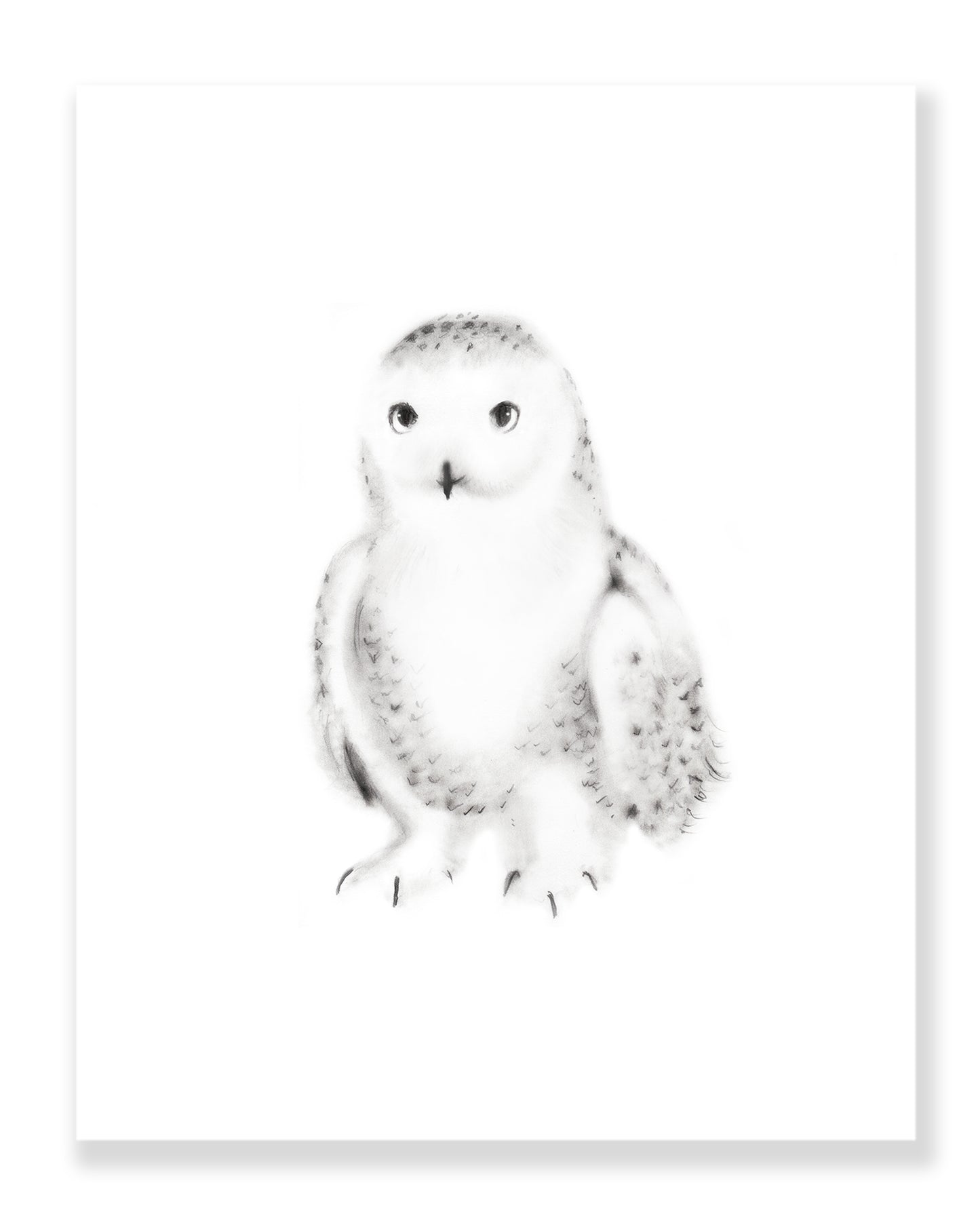 Snowy Owl Pencil Drawing Print  - Studio Q - Art by Nicky Quartermaine Scott