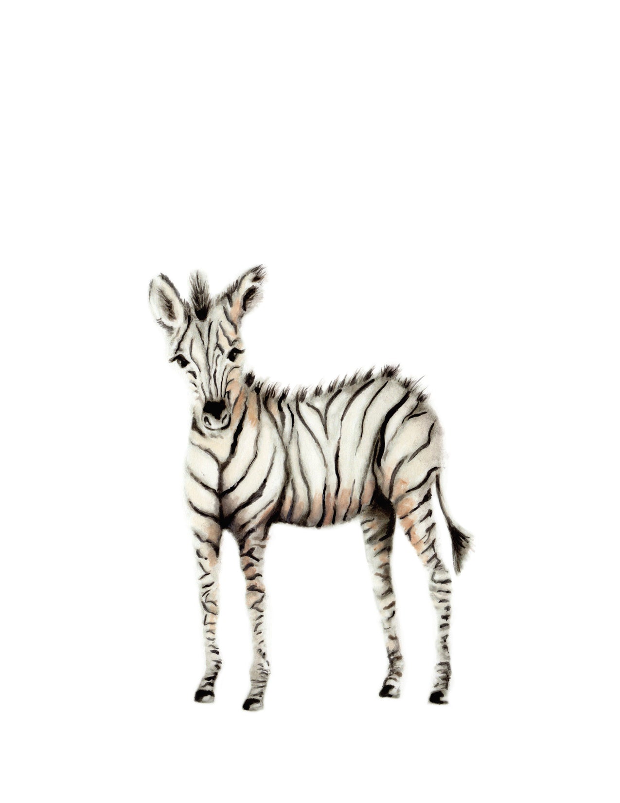 Safari Baby Animal Prints Set 6 - Color - Studio Q - Art by Nicky Quartermaine Scott