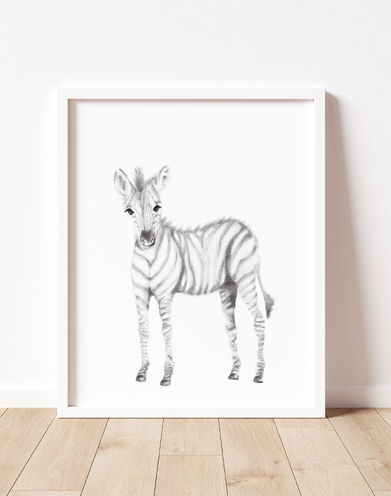 Zebra Pencil Drawing Print - Studio Q - Art by Nicky Quartermaine Scott